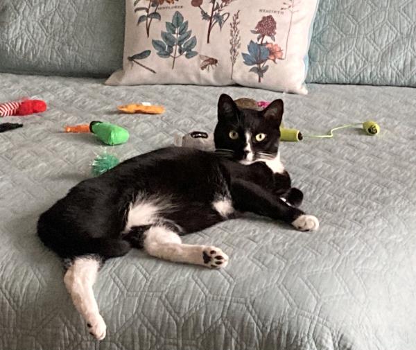 /Images/uploads/Friends of Seal Beach Animal Care Center/2022sbacc/entries/20599thumb.jpg